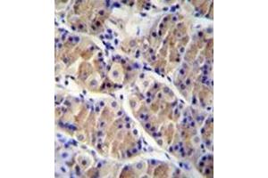 Immunohistochemistry analysis in formalin fixed and paraffin embedded human stomach tissue reacted with LRRC38 Antibody (C-term) followed by peroxidase conjugation of the secondary antibody and DAB staining. (LRRC38 anticorps  (C-Term))