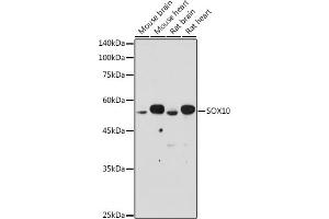 Western blot analysis of extracts of various cell lines, using SOX10 antibody (ABIN7270568) at 1:500 dilution. (SOX10 anticorps  (AA 200-300))