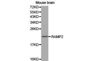 Western Blotting (WB) image for anti-Receptor (G Protein-Coupled) Activity Modifying Protein 2 (RAMP2) antibody (ABIN1874542) (RAMP2 anticorps)