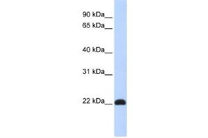Western Blotting (WB) image for anti-Kruppel-Like Factor 16 (KLF16) antibody (ABIN2458429) (KLF16 anticorps)