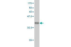 Western Blot detection against Immunogen (36.