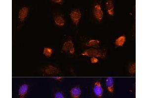 Immunofluorescence analysis of U-2 OS cells using RPL34 Polyclonal Antibody at dilution of 1:100. (RPL34 anticorps)