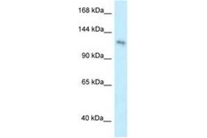 Image no. 1 for anti-Pleckstrin Homology Domain Containing, Family A Member 7 (PLEKHA7) (AA 1007-1056) antibody (ABIN6745023) (PLEKHA7 anticorps  (AA 1007-1056))
