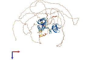 AlphaFold protein structure predicition of Mouse Recombinant Mapk8ip1 Protein, UniprotID Q9WVI9