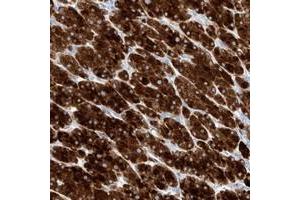 Immunohistochemical staining of human adrenal gland with TM7SF2 polyclonal antibody  shows strong cytoplasmic positivity in cortical cells at 1:20-1:50 dilution. (TM7SF2 anticorps)