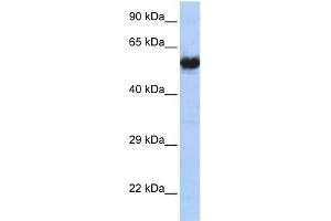WB Suggested Anti-CHRNG Antibody   Titration: 1 ug/ml   Positive Control: MCF7 Whole Cell (CHRNG anticorps  (N-Term))