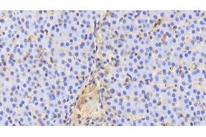 Detection of APOA1 in Porcine Liver Tissue using Polyclonal Antibody to Apolipoprotein A1 (APOA1)
