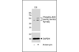 Western blot analysis of extracts from C6 cells, untreated or treated with anisomycin (25 μg/mL), using Phospho-JNK/SK(Thr183/Tyr185) (upper) or GDH (lower). (Basket anticorps  (pThr183, pTyr185))