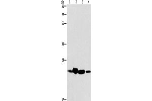 Western Blotting (WB) image for anti-THO Complex 7 (THOC7) antibody (ABIN2429477) (THOC7 anticorps)