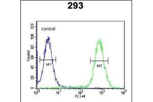 anti-Exocyst Complex Component 3-Like 2 (EXOC3L2) (AA 54-83), (N-Term) antibody