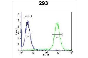 EXOC3L2 Antibody (N-term) (ABIN651216 and ABIN2840135) flow cytometric analysis of 293 cells (right histogram) compared to a negative control cell (left histogram). (EXOC3L2 anticorps  (N-Term))