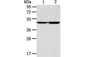 Gel: 8 % SDS-PAGE, Lysate: 40 μg, Lane 1-2: A172 and 293T cell, Primary antibody: ABIN7131322(TEKT4 Antibody) at dilution 1/200 dilution, Secondary antibody: Goat anti rabbit IgG at 1/8000 dilution, Exposure time: 1 minute (Tektin 4 anticorps)