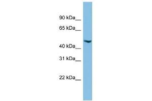 C17orf75 antibody used at 1 ug/ml to detect target protein. (C17orf75 anticorps  (Middle Region))