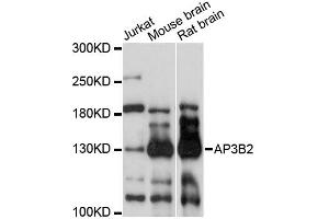 Western blot analysis of extracts of various cell lines, using AP3B2 antibody (ABIN6291769) at 1:3000 dilution. (AP3B2 anticorps)