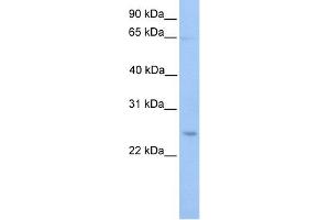 WB Suggested Anti-ATG10 Antibody Titration: 0. (ATG10 anticorps  (C-Term))