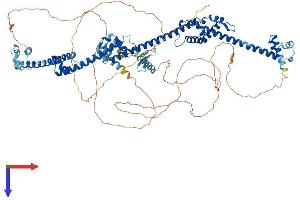 AlphaFold protein structure predicition of Human Recombinant PRPF40B Protein, UniprotID Q6NWY9
