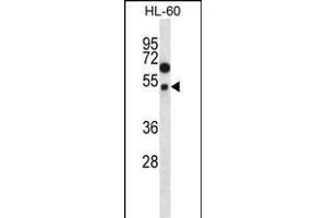 FOXA2 Antibody (p) (ABIN657130 and ABIN2846274) western blot analysis in HL-60 cell line lysates (35 μg/lane).