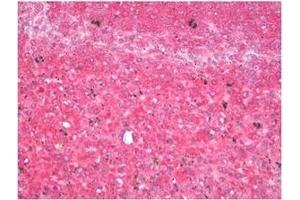 Immunohistochemistry (IHC) image for anti-Vesicle-Associated Membrane Protein 7 (VAMP7) antibody (ABIN1109463)