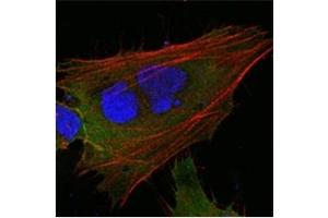 Immunofluorescence (IF) image for anti-Induced Myeloid Leukemia Cell Differentiation Protein Mcl-1 (MCL1) antibody (ABIN1108171)