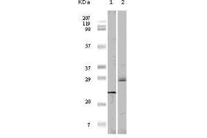 Western Blot showing 4E-BP1 antibody used against truncated 4E-BP1 recombinant protein (1)and A431 cell lysate (2). (eIF4EBP1 anticorps)
