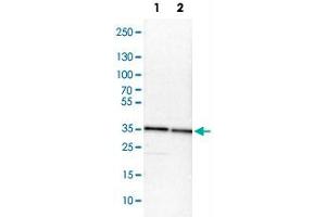 Western Blot analysis of Lane 1: NIH-3T3 cell lysate (mouse embryonic fibroblast cells) and Lane 2: NBT-II cell lysate (Wistar rat bladder tumor cells) with TXNL1 polyclonal antibody .