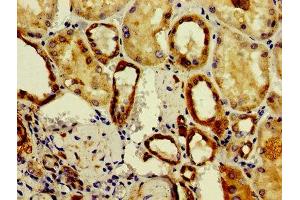 Immunohistochemistry of paraffin-embedded human kidney tissue using ABIN7161486 at dilution of 1:100