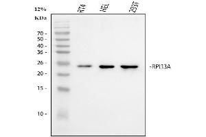 Western blot analysis of RPL13A using anti-RPL13A antibody (ABIN7600470).