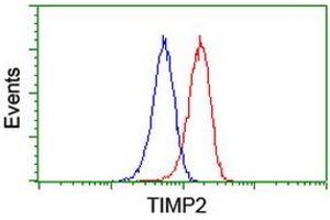 Image no. 10 for anti-Metalloproteinase Inhibitor 2 (TIMP2) antibody (ABIN1501393) (TIMP2 anticorps)