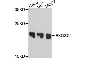 Western blot analysis of extract of various cells, using EXOSC1 antibody. (EXOSC1 anticorps)