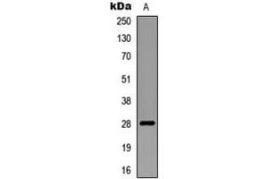 Western blot analysis of RNF138 expression in mouse multiple (A) whole cell lysates.