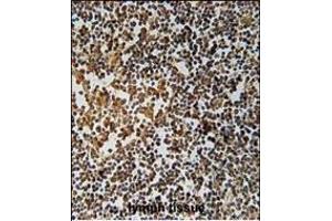 PYHIN1 Antibody (N-term) (ABIN651569 and ABIN2840306) immunohistochemistry analysis in formalin fixed and paraffin embedded human lymph tissue followed by peroxidase conjugation of the secondary antibody and DAB staining.