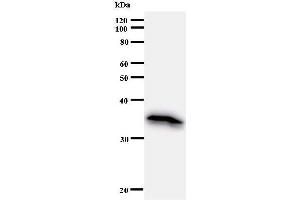 Western Blotting (WB) image for anti-Elongation Factor, RNA Polymerase II, 2 (ELL2) antibody (ABIN930983) (ELL2 anticorps)