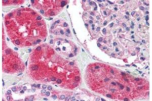 Anti-KCNN2 antibody  ABIN1048991 IHC staining of human kidney.