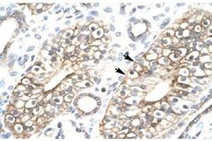Immunohistochemical staining (Formalin-fixed paraffin-embedded sections) of human kidney with C1orf149 polyclonal antibody  at 4-8 ug/mL working concentration.
