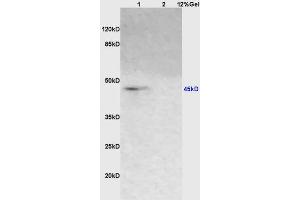 Lane 1:rat heart lysates Lane 2: rat brain lysates probed with Anti A2AR/Adenosine A2a receptor Polyclonal Antibody, Unconjugated (ABIN686797) at 1:200 in 4 °C.