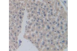 Figure. (PPARD anticorps  (AA 29-147))