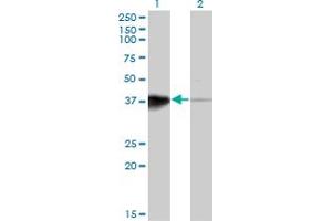 Western Blot analysis of HOXB5 expression in transfected 293T cell line by HOXB5 monoclonal antibody (M01), clone 3F10. (HOXB5 anticorps  (AA 170-267))