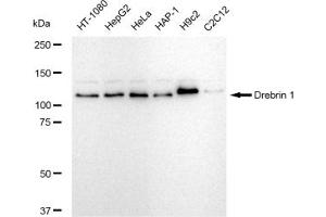 Western blotting analysis using Drebrin 1 antibody (ABIN7798388).