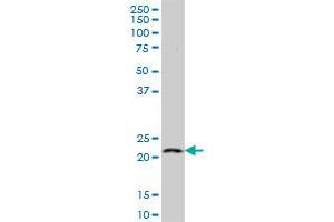 RAG1AP1 MaxPab polyclonal antibody.