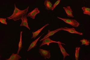 IF analysis of BAT3/BAG6 using anti-BAT3/BAG6 antibody (ABIN6719601) and anti-Beta Tubulin antibody (ABIN7602743). (BAT3 anticorps)