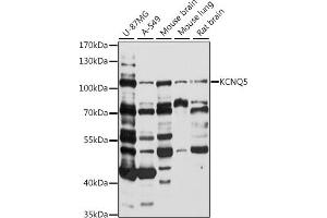 Western blot analysis of extracts of various cell lines, using KCNQ5 antibody (ABIN7269479) at 1:1000 dilution. (KCNQ5 anticorps  (AA 624-923))