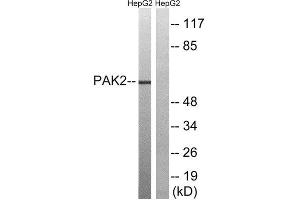 Western Blotting (WB) image for anti-P21-Activated Kinase 2 (PAK2) (Ser192) antibody (ABIN1848249) (PAK2 anticorps  (Ser192))