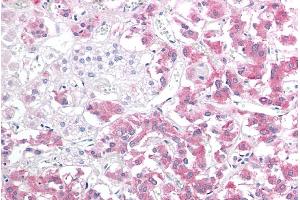 ABIN184852 (10µg/ml) staining of paraffin embedded Human Adrenal Gland.