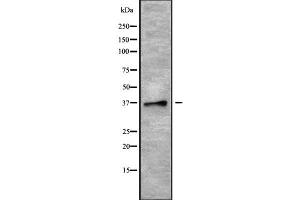 Western blot analysis of PLSCR4 using MCF7 whole cell lysates (PLSCR4 anticorps  (Internal Region))