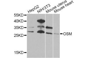 Western blot analysis of extracts of various cell lines, using OSM Antibody. (Oncostatin M anticorps)