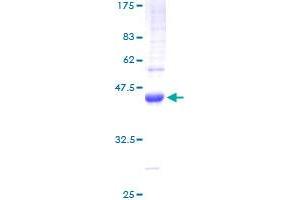 Image no. 1 for Transforming Growth Factor, alpha (TGFA) (AA 1-159) protein (GST tag) (ABIN1322596)