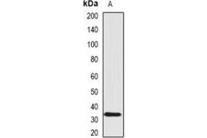 Western blot analysis of SCO1 expression in Hela (A) whole cell lysates. (SCO1 anticorps)