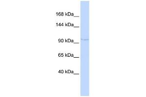 WB Suggested Anti-NDST4 Antibody Titration:  0. (NDST4 anticorps  (N-Term))