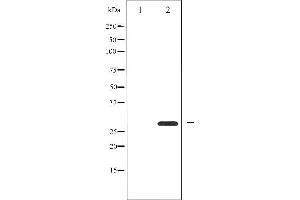 Western blot analysis of 14-3-3 zeta expression in Forskolin treated 293 whole cell lysates,The lane on the left is treated with the antigen-specific peptide. (14-3-3 zeta anticorps  (Internal Region))