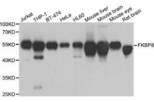 Western blot analysis of extracts of various cell lines, using FKBP8 antibody. (FKBP8 anticorps)